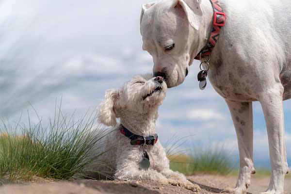 Amical Dog – Balades_canines_bénodet